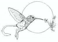Delicate Little Gryphon